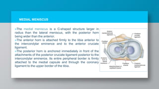 »The medial meniscus is a C-shaped structure larger in
radius than the lateral meniscus, with the posterior horn
being wider than the anterior.
»The anterior horn is attached firmly to the tibia anterior to
the intercondylar eminence and to the anterior cruciate
ligament.
»The posterior horn is anchored immediately in front of the
attachments of the posterior cruciate ligament posterior to the
intercondylar eminence. Its entire peripheral border is firmly
attached to the medial capsule and through the coronary
ligament to the upper border of the tibia.
MEDIAL MENISCUS
 