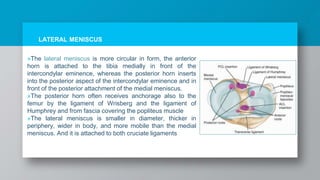 »The lateral meniscus is more circular in form, the anterior
horn is attached to the tibia medially in front of the
intercondylar eminence, whereas the posterior horn inserts
into the posterior aspect of the intercondylar eminence and in
front of the posterior attachment of the medial meniscus.
»The posterior horn often receives anchorage also to the
femur by the ligament of Wrisberg and the ligament of
Humphrey and from fascia covering the popliteus muscle
»The lateral meniscus is smaller in diameter, thicker in
periphery, wider in body, and more mobile than the medial
meniscus. And it is attached to both cruciate ligaments
LATERAL MENISCUS
 