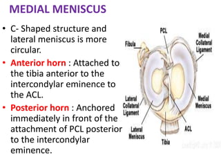 MEDIAL MENISCUS
• C- Shaped structure and
lateral meniscus is more
circular.
• Anterior horn : Attached to
the tibia anterior to the
intercondylar eminence to
the ACL.
• Posterior horn : Anchored
immediately in front of the
attachment of PCL posterior
to the intercondylar
eminence.
 