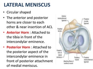 LATERAL MENISCUS
• Circular shaped
• The anterior and posterior
horns are closer to each
other & near insertion of ACL
• Anterior Horn : Attached to
the tibia in front of the
intercondylar eminence.
• Posterior Horn : Attached to
the posterior aspect of the
intercondylar eminence in
front of posterior attachment
of medial meniscus.
 