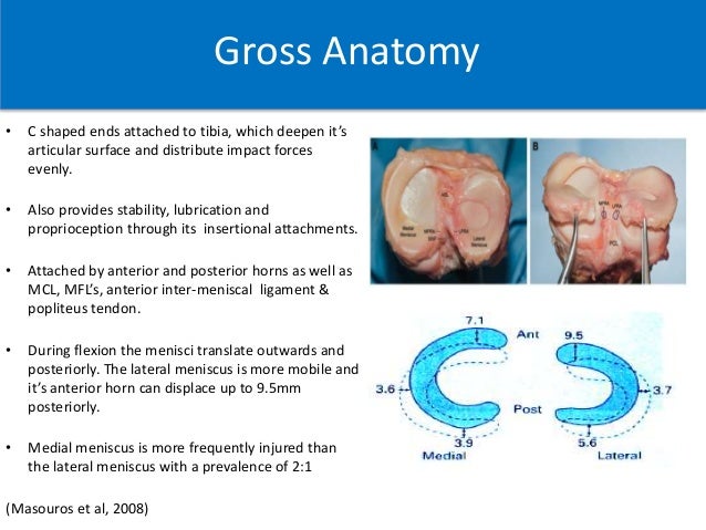 Anatomy Of The Meniscus - Anatomy Diagram Book