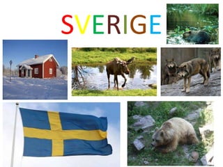 SVERIGE
 