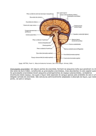 Fonte: NETTER, Frank H.. Atlas de Anatomia Humana. 2ed. Porto Alegre: Artmed, 2000. 
Granulações aracnóides: em alguns pontos da aracnóide, formam-se pequenos tufos que penetram no interior 
dos seios da dura-máter, constituindo as granulações aracnóideas, mais abundantes no seio sagital superior. 
As granulações aracnóideas levam pequenos prolongamentos do espaço subaracnóideo, verdadeiros 
divertículos deste espaço, nos quais o líquor está separado do sangue apenas pelo endotélio do seio e uma 
delgada camada de aracnóide. São estruturas admiravelmente adaptadas à absorção do líquor, que neste 
ponto, vai para o sangue. 
Granulações Aracnóides 
 