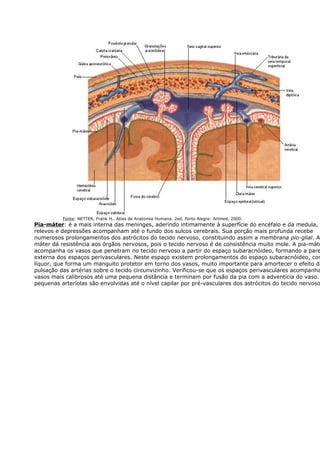 Fonte: NETTER, Frank H.. Atlas de Anatomia Humana. 2ed. Porto Alegre: Artmed, 2000. 
Pia-máter: é a mais interna das meninges, aderindo intimamente à superfície do encéfalo e da medula, cujos 
relevos e depressões acompanham até o fundo dos sulcos cerebrais. Sua porção mais profunda recebe 
numerosos prolongamentos dos astrócitos do tecido nervoso, constituindo assim a membrana pio-glial. A dá resistência aos órgãos nervosos, pois o tecido nervoso é de consistência muito mole. A pia-máter 
acompanha os vasos que penetram no tecido nervoso a partir do espaço subaracnóideo, formando a parede 
externa dos espaços perivasculares. Neste espaço existem prolongamentos do espaço subaracnóideo, contendo 
líquor, que forma um manguito protetor em torno dos vasos, muito importante para amortecer o efeito da 
pulsação das artérias sobre o tecido circunvizinho. Verificou-se que os espaços perivasculares acompanham vasos mais calibrosos até uma pequena distância e terminam por fusão da pia com a adventícia do vaso. pequenas arteríolas são envolvidas até o nível capilar por pré-vasculares dos astrócitos do tecido nervoso. 
 
