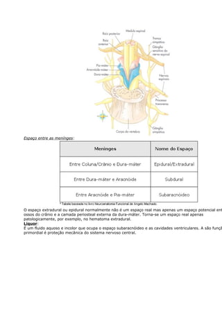 Espaço entre as menínges: 
O espaço extradural ou epidural normalmente não é um espaço real mas apenas um espaço potencial entre ossos do crânio e a camada periosteal externa da dura-máter. Torna-se um espaço real apenas 
patologicamente, por exemplo, no hematoma extradural. 
Líquor: 
É um fluido aquoso e incolor que ocupa o espaço subaracnóideo e as cavidades ventriculares. A são função 
primordial é proteção mecânica do sistema nervoso central. 
Cavidades Ventrículares 
 