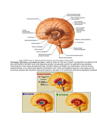 Fonte: NETTER, Frank H.. Atlas de Anatomia Humana. 2ed. Porto Alegre: Artmed, 2000. 
Formação, absorção e circulação do líquor: sabe-se hoje em dia que o líquor é produzido nos plexos corióides 
dos ventrículos e também que uma pequena porção é produzida a partir do epêndima das paredes 
ventriculares e dos vasos da leptomeninge. Existem plexos corióides nos ventrículos, como já vimos 
anteriormente, e os ventrículos laterais contribuem com maior contingente líquorico, que passa ao III 
ventrículo através dos forames interventriculares e daí para o IV ventrículo através do aqueduto cerebral. 
Ventrículos Laterais e Prexo Corióide 
 