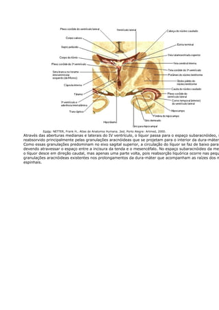 Fonte: NETTER, Frank H.. Atlas de Anatomia Humana. 2ed. Porto Alegre: Artmed, 2000. 
Através das aberturas medianas e laterais do IV ventrículo, o líquor passa para o espaço subaracnóideo, sendo 
reabsorvido principalmente pelas granulações aracnóideas que se projetam para o interior da dura-máter. 
Como essas granulações predominam no eixo sagital superior, a circulação do líquor se faz de baixo para devendo atravessar o espaço entre a incisura da tenda e o mesencéfalo. No espaço subaracnóideo da medula, 
o líquor desce em direção caudal, mas apenas uma parte volta, pois reabsorção liquórica ocorre nas pequenas 
granulações aracnóideas existentes nos prolongamentos da dura-máter que acompanham as raízes dos nervos 
espinhais. 
Circulação do Líquor 
 