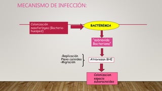 MECANISMO DE INFECCIÓN:
Colonización
nasofaríngea (Bacteria-
huesped)
BACTEREMIA
“sobrevida
Bacteriana”
-Replicación
Plexo coroideo
-Migración
Atraviesan BHE
Colonizacion
espacio
subaracnoideo
 