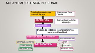 MECANISMO DE LESION NEURONAL
Colonizacion nasafaringea
Huesped- Bacteria
S.Neumoniae: PavA
Capsula
BACTEREMIA Gran cantidad bacterias
circulantes
Atraviesan BHE
Invasion de endotelio: receptores laminina
Neuroaminidasa NanA
INFLAMACION
LIPOPOLISACARIDOS
Acido Teitoico
PNEUMOLISINA
Liberacion de factores proinflam
metaloproteinasas
TLR
microglia
Radicales libres
 