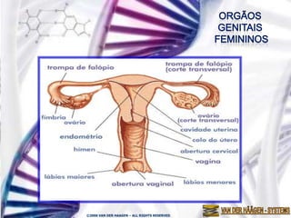 ©2006 VAN DER HAAGEN – ALL RIGHTS RESERVED
 