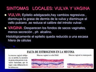 SINTOMAS LOCALES: VULVA Y VAGINA
 VULVA: Epitelio adelgazado,hay cambios regresivos ,
disminuye la grasa de dermis de la vulva y disminuye el
vello pubiano ,se reduce el calibre del introito vulvar.
 VAGINA :Desparecen los fondos de sacos vaginales,
menos secreción , ph alcalino.
Histológicamente el epitelio queda reducido a una escasa
hilera de células
 