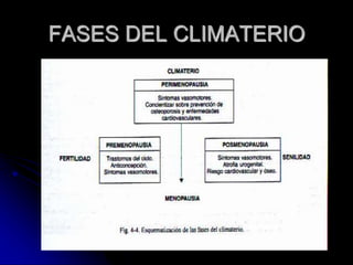 FASES DEL CLIMATERIO
 