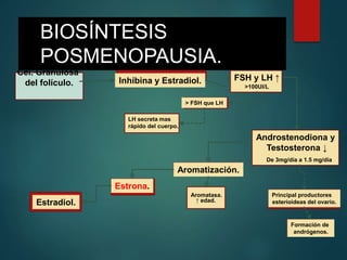 BIOSÍNTESIS
POSMENOPAUSIA.
Cel. Granulosa
del folículo. Inhibina y Estradiol. FSH y LH ↑
>100UI/L
> FSH que LH
LH secreta mas
rápido del cuerpo.
Androstenodiona y
Testosterona ↓
De 3mg/día a 1.5 mg/día
Principal productores
esterioideas del ovario.
Formación de
andrógenos.
Estrona.
Estradiol.
Aromatización.
Aromatasa.
↑ edad.
 