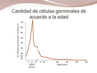 70 60 50 40 30 20 10 06 03 3  6  9   5  10 20 30 40 50 N° células germinales (millones) Edad meses Edad años 