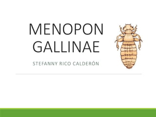 MENOPON
GALLINAE
STEFANNY RICO CALDERÓN
 
