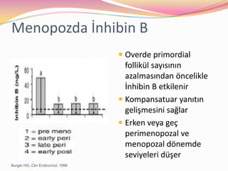 Menopozda İnhibin BOverde primordial follikül sayısının azalmasından öncelikle İnhibin B etkilenirKompansatuar yanıtın gelişmesini sağlarErken veya geç perimenopozal ve menopozal dönemde seviyeleri düşerBurger HG, ClinEndocrinol, 1998