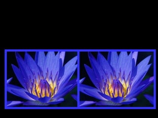 Não sobrecarregues teus dias com preocupações desnecessárias, a fim de que não percas a oportunidade de viver com alegria. 