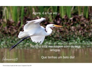 Agora, é a tua vez… Partilha esta mensagem com os teus amigos. Que tenhas um belo dia! Vôo da Garça Açude do São Lucas  Cerqueira César SP 