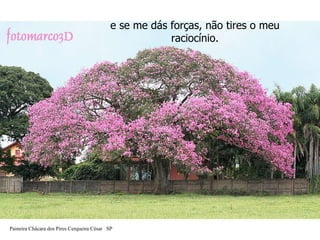 e se me dás forças, não tires o meu raciocínio. Paineira Chácara dos Pires Cerqueira César  SP 