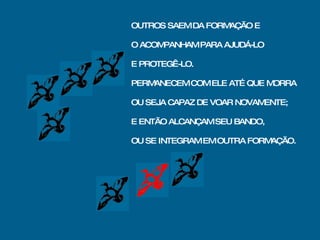 OUTROS SAEM DA FORMAÇÃO E O ACOMPANHAM PARA AJUDÁ-LO E PROTEGÊ-LO. PERMANECEM COM ELE ATÉ QUE MORRA OU SEJA CAPAZ DE VOAR NOVAMENTE;  E ENTÃO ALCANÇAM SEU BANDO,  OU SE INTEGRAM EM OUTRA FORMAÇÃO. 