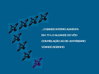 ...O BANDO INTEIRO AUMENTA EM  71% O ALCANCE DO VÔO COM RELAÇÃO AO DE UM PÁSSARO VOANDO SOZINHO . 