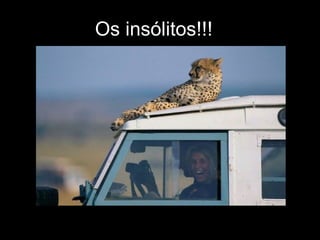 Os insólitos!!! 