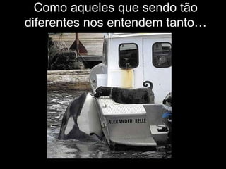 Como aqueles que sendo tão diferentes nos entendem tanto… 