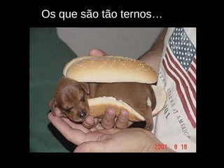 Os que são tão ternos… 