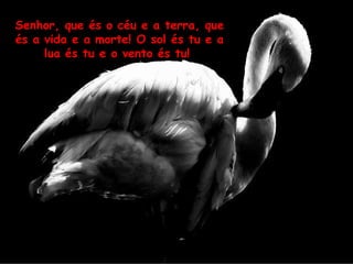 Senhor, que és o céu e a terra, que és a vida e a morte! O sol és tu e a lua és tu e o vento és tu!  