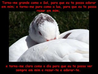 e torna-me claro como o dia para que eu te possa ver sempre em mim e rezar-te e adorar-te.  Torna-me grande como o Sol, para que eu te possa adorar em mim; e torna-me puro como a lua, para que eu te possa rezar em mim;  