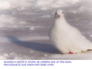 QUANDO A GENTE É JOVEM, SE LEMBRA QUE JÁ TEM ASAS,
MAS ESQUECE QUE AINDA NÃO SABE VOAR.
 
