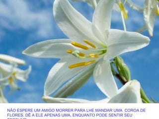 NÃO ESPERE UM AMIGO MORRER PARA LHE MANDAR UMA COROA DE
FLORES. DÊ A ELE APENAS UMA, ENQUANTO PODE SENTIR SEU
 
