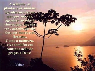 A semente, as plantas e os animais agradecem à terra, que, por sua vez, agradece ao sol e à chuva, que, por sua vez , agradecem aos rios, aos mares e às florestas. Como a natureza, viva também em contínua ação de graças a Deus! Voltar 