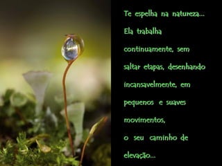 Te espelha na natureza...

Ela trabalha

continuamente, sem

saltar etapas, desenhando

incansavelmente, em

pequenos e suaves

movimentos,

o seu caminho de

elevação...
 