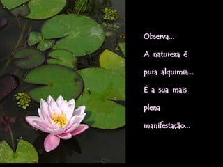 Observa...

A natureza é

pura alquimia...

É a sua mais

plena

manifestação...
 