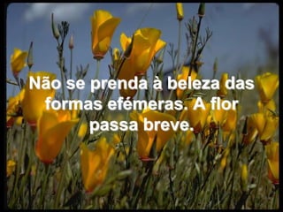 Não se prenda à beleza das formas efémeras. A flor passa breve. 