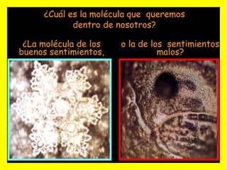 ¿Cuál es la molécula que  queremos dentro de nosotros?¿La molécula de los buenos sentimientos,o la de los  sentimientos malos?