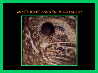 MOLÉCULA DE AGUA EN UN RÍO SUCIO.