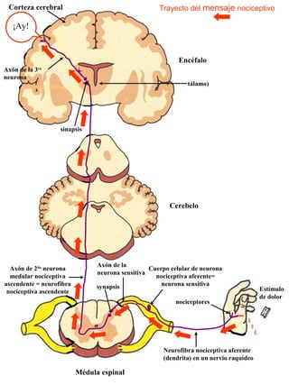 Corteza cerebral                                    Trayecto del mensaje nociceptivo

   ¡Ay!


                                                            Encéfalo
Axón de la 3   ra

neurona
                                                               tálamo)




                    sinapsis




                                                        Cerebelo




                                Axón de la
  Axón de 2da neurona                             Cuerpo celular de neurona
                                neurona sensitiva
  medular nociceptiva                               nociceptiva aferente=
ascendente = neurofibra         synapsis              neurona sensitiva
 nociceptiva ascendente                                                                  Estímulo
                                                                                         de dolor
                                                           nociceptores




                                                      Neurofibra nociceptiva aferente
                                                      (dendrita) en un nervio raquídeo

                          Médula espinal
 