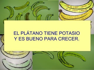 EL PLÁTANO TIENE POTASIO  Y ES BUENO PARA CRECER.   