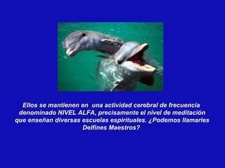 Ellos se mantienen en  una actividad cerebral de frecuencia  denominado NIVEL ALFA, precisamente el nivel de meditación que enseñan diversas escuelas espirituales. ¿Podemos llamarles Delfines Maestros?  