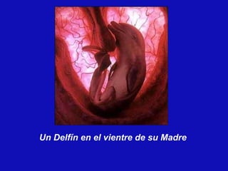 Un Delfín en el vientre de su Madre 