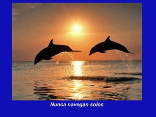 Nunca navegan solos 