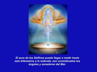 El aura de los Delfines puede llegar a medir hasta seis kilómetros a la redonda, son considerados los ángeles y sanadores del Mar. 