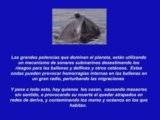 Las grandes potencias que dominan el planeta, están utilizando un mecanismo de sonares submarinos desestimando los riesgos para las ballenas y delfines y otros cetáceos.  Estas ondas pueden provocar hemorragias internas en las ballenas en un gran radio, perturbando las migraciones  Y pese a todo esto, hay quienes  los cazan,  causando masacres sin sentido, o provocando su muerte al quedar atrapados en redes de deriva, y contaminando los mares y océanos en los que habitan.  