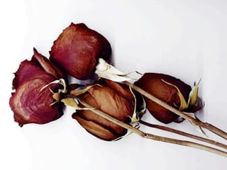 CREANDO FUTURO
EMPREAR
@fernandojohann
 