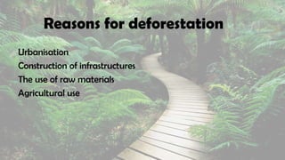 Reasons for deforestation
Urbanisation
Construction of infrastructures
The use of raw materials
Agricultural use
 