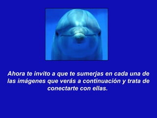 Ahora te invito a que te sumerjas en cada una de las imágenes que verás a continuación y trata de conectarte con ellas.  