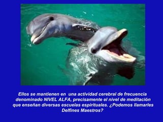 Ellos se mantienen en  una actividad cerebral de frecuencia  denominado NIVEL ALFA, precisamente el nivel de meditación que enseñan diversas escuelas espirituales. ¿Podemos llamarles Delfines Maestros?  