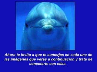 Ahora te invito a que te sumerjas en cada una de las imágenes que verás a continuación y trata de conectarte con ellas.  